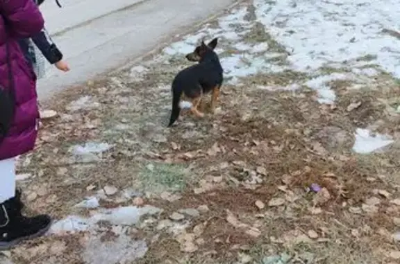 Найдена собака, Новосибирск, фото: Щенок овчарки найден: Ударная 33/1, Нск