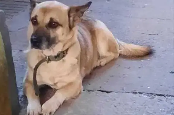 Собаки потеряшки, Горячеводский, фото: Потеряшка Тузик, Советская ул. 68, Горячеводский