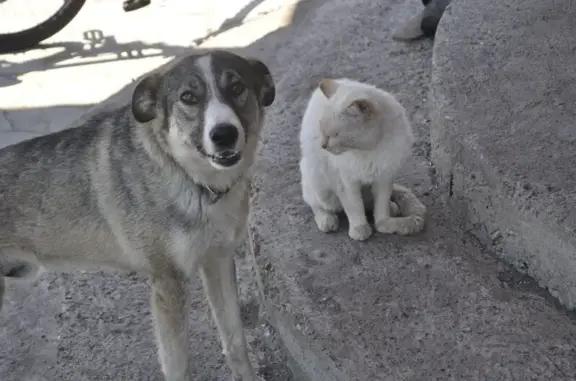 Собаки потеряшки, село имени 9 Января, фото: Потеряшка собака, ул. Мира, 19, с. 9 Января