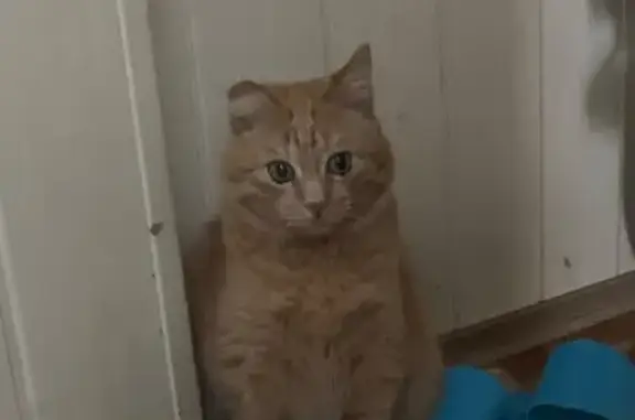 Пропала кошка, ул. Б. Хмельницкого, 190