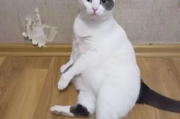 Пропала кошка Соня, пр. Патриотов, Воронеж