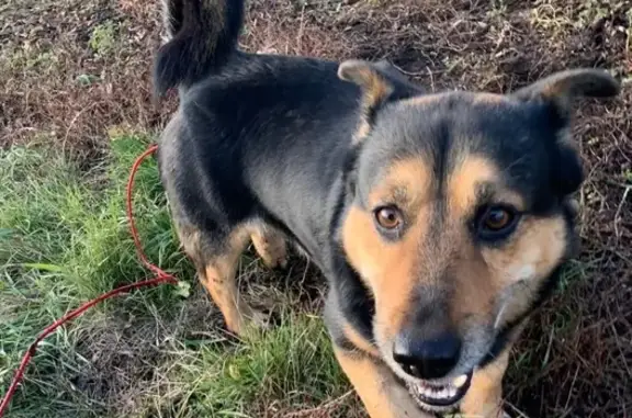 Собаки потеряшки, , фото: Потеряшка собака, ул. Фурманова, 114А