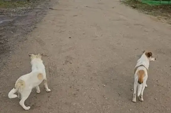 Щенки найдены на кладбище, 70К-229, Тула