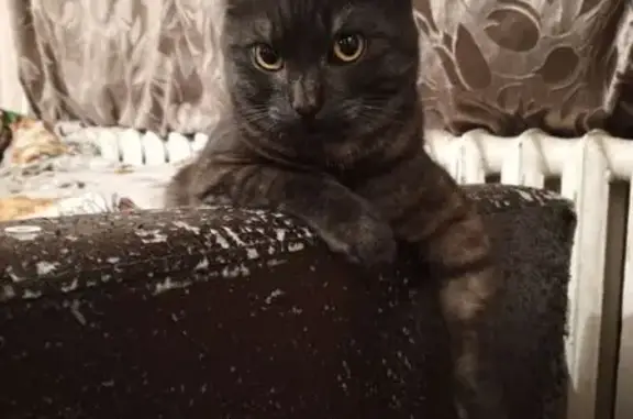 Кошки потеряшки, Еманжелинск, фото: Потеряшка кошка на Энгельса, 14, Еманжелинск