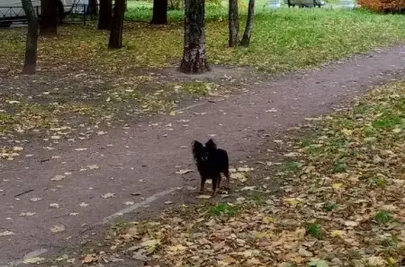 Найдена собака, Санкт-Петербург, фото: Найдена собака, пр. Большевиков, СПб