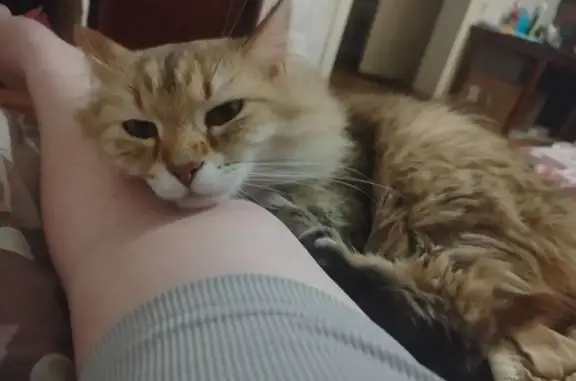 Кошки потеряшки, Мелеуз, фото: Кошка пропала: ул. Колхозный, 18, Мелеуз