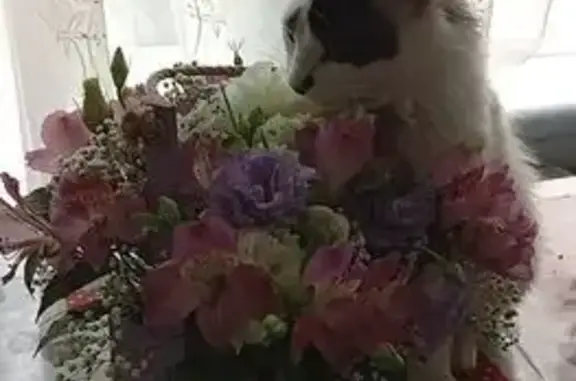 Пропала кошка, Рабочая 1, Усть-Лабинск