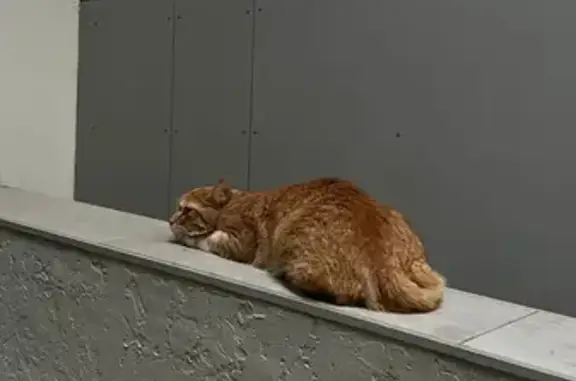 Кошка найдена на Вознесенском тракте, Казань