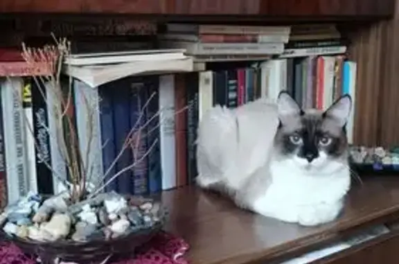 Кошки потеряшки, Кемерово, фото: Потеряшка сиамская кошка, пр. Советский, 31