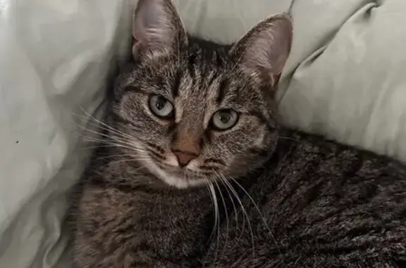 Кошки потеряшки, Екатеринбург, фото: Потеряшка кошка, Мельковская ул., Екатеринбург