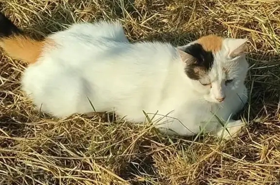 Пропала кошка, Заря, А-290, вознаграждение