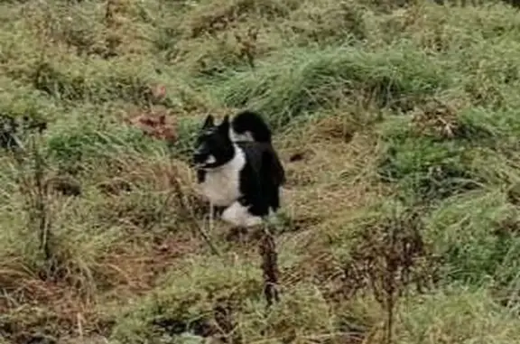 Собаки потеряшки, Московская область, фото: Потеряшка лайка, Кузнечики, МО