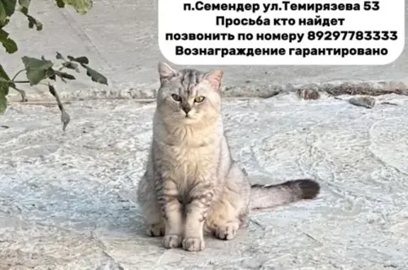 Кошки потеряшки, Семендер, фото: Потеряшка кошка, ул. Тимирязева, 53А