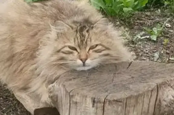 Кошки потеряшки, Сорочинск, фото: Потеряшка кошка, Пионерская 12, Сорочинск