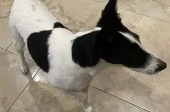 Найдена собака, Санкт-Петербург, фото: Собака найдена на Сытнинской ул., СПб