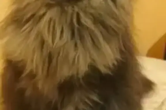 Кошки потеряшки, Новотроицк, фото: Потеряшка кошка, пр. Металлургов, 3, Новотроицк