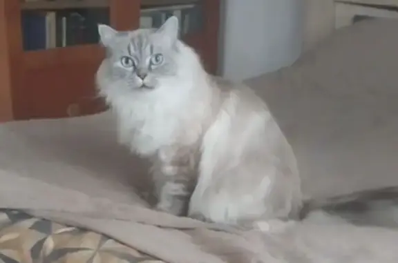 Пропала кошка, Домодедовская ул., 6 к2