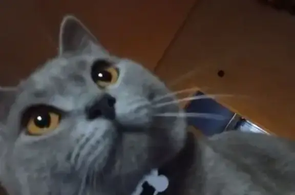 Пропала кошка, Промышленная ул., Рыльск