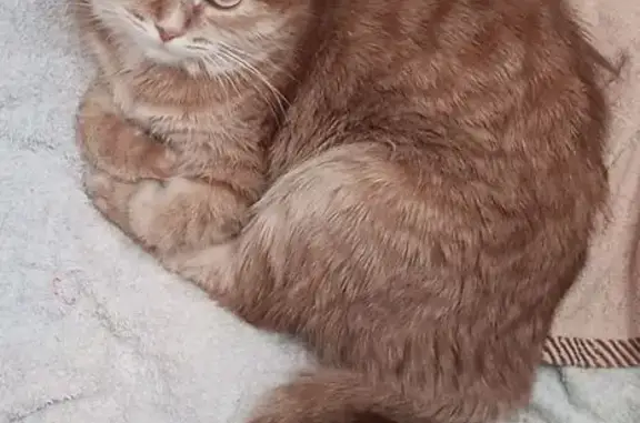 Пропала кошка, ул. Борчанинова 7, Пермь