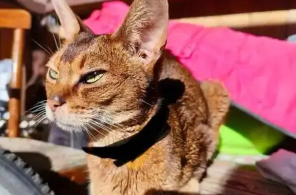 Найдена кошка, Королёв, фото: Кошка найдена: Колхозная 4, Королёв