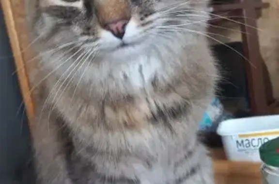 Пропала кошка, ул. Фурманова, 90, Саранск