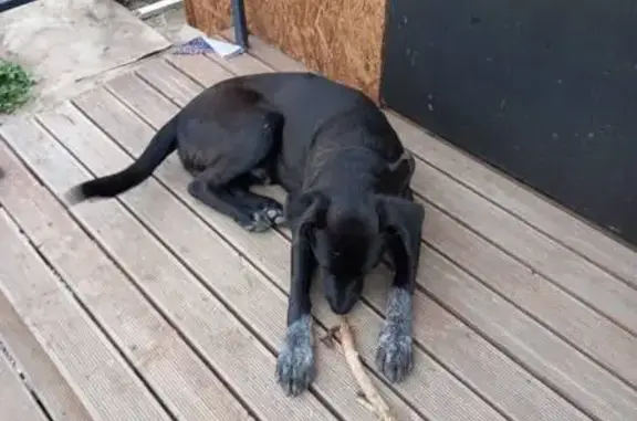 Собака найдена: 9-й Монашеский пр., Саратов