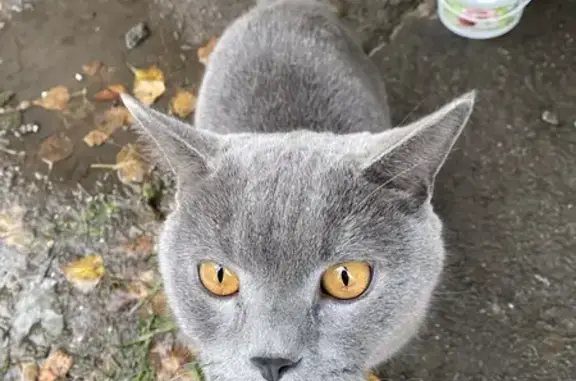 Найдена кошка, Новосибирск, фото: Найдена кошка, ул. Рассветная 4, Новосиб.