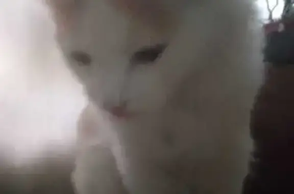 Кошки потеряшки, Ульяновск, фото: Потеряшка кошка, ул. Тюленина, 34, Ульяновск