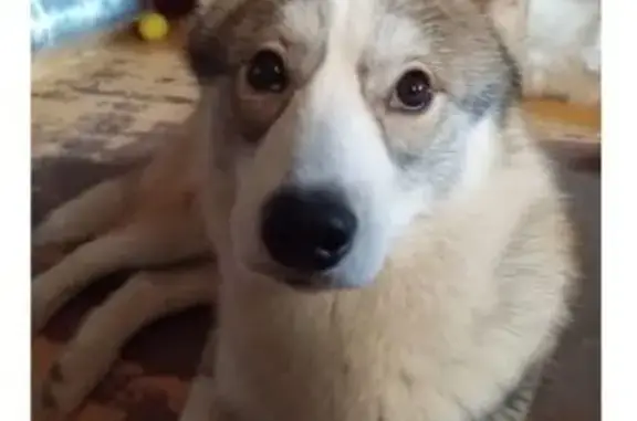 Пропала собака, Ауструм, Башкортостан