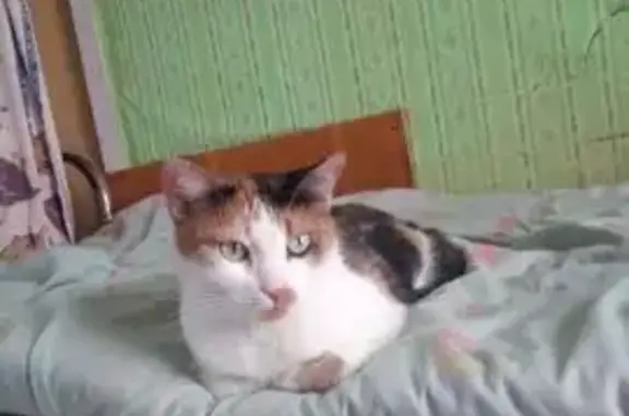 Кошки потеряшки, Петрозаводск, фото: Потеряшка кошка Сима, ул. Шотмана 34