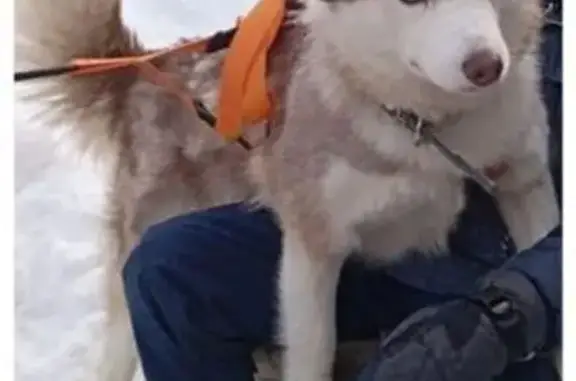 Пропала собака в Ауструме, Башкортостан