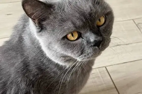 Пропала кошка, Барбашин Овраг, Самара