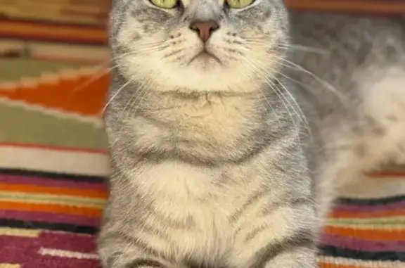 Пропал серый кот, Калининградская 102