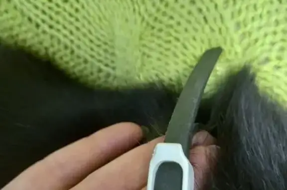 Найдена кошка, , фото: Кошка найдена: пер. Красина, 12, Ижевск