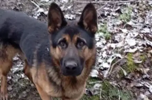 Пропала овчарка, Октябрьская 8, Г-Алтайск