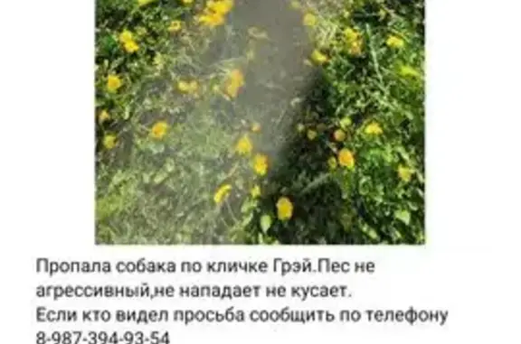 Пропала собака, ул. Заречная, Кантаурово