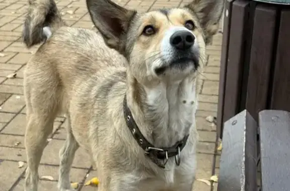 Собака найдена: пр. Тракторостроителей