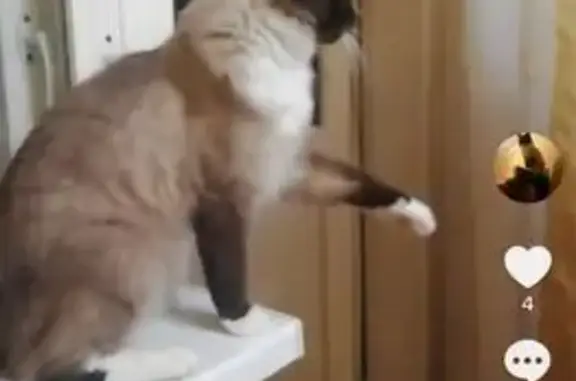 Кошки потеряшки, Мотяково, фото: Потеряшка кошка, Мотяково, 46К-5012