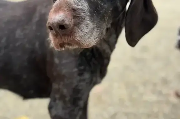 Собака найдена: Восточно-Кругликовская 30/2