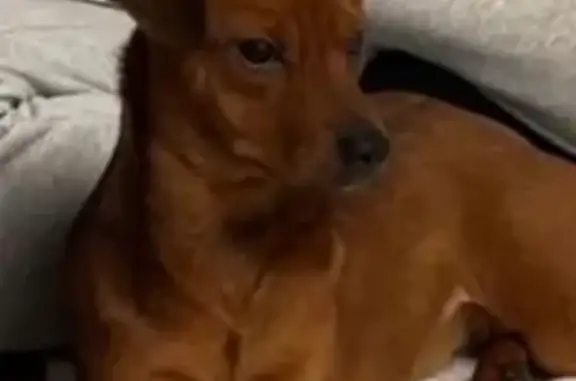 Найдена собака, Шахты, Ростовская обл.