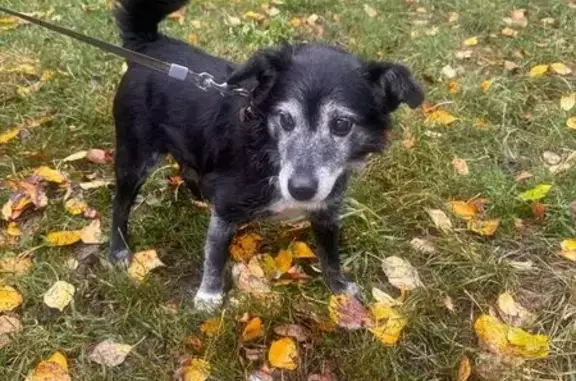 Собака найдена: Ленинградский проспект, Москва