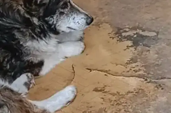 Собаки потеряшки, Петрозаводск, фото: Потеряшка собака у Петрозаводское шоссе, 29