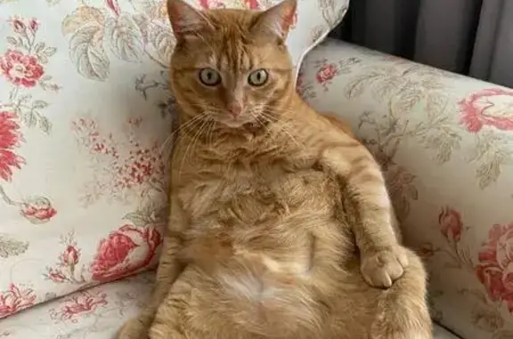 Пропала кошка на трассе М-11, 473 км