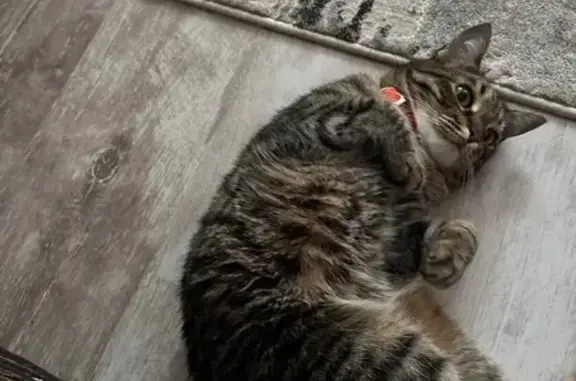 Пропала кошка, ул. Фокина 36, Брянск