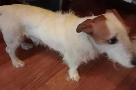 Найдена собака, Калужская область, фото: Найдена собака в селе Истье, Калужская обл.