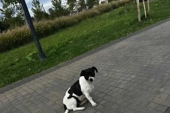 Найдена собака, Краснодарский край, фото: Собака найдена: Краснодарский край