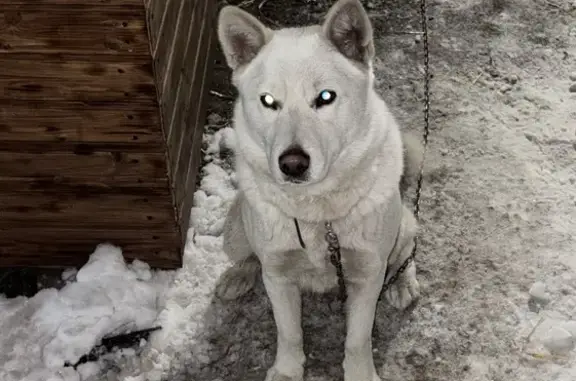 Найдена собака, Омская область, фото: Найдена собака, Омск, Омская область