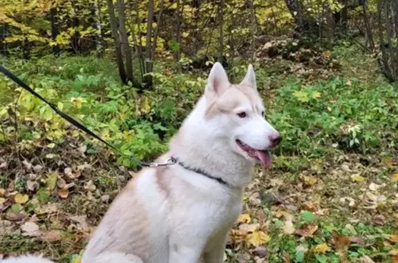 Собаки потеряшки, , фото: Потеряшка собака Хаски в Казани, Татарстан