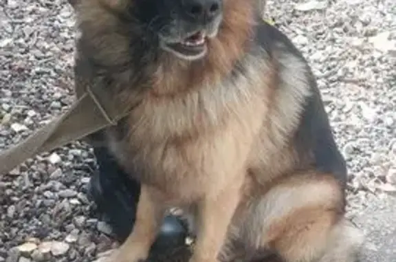 Собака найдена, ул. Урицкого, Брянск