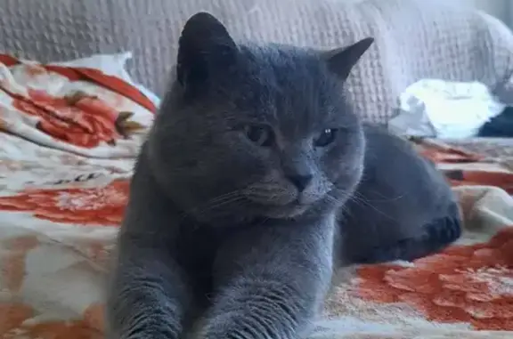 Пропала кошка, Новоурицкая, Самара